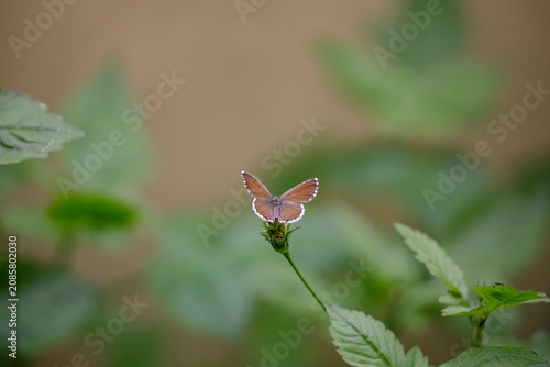 Tiny summer butterfly