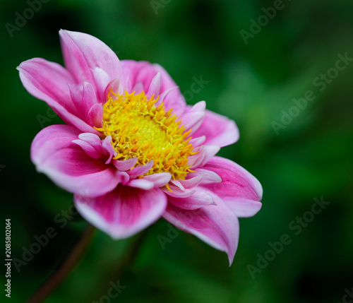 Beautiful pink dahlia