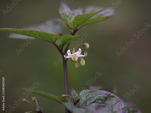 Small autumn spring flowers
