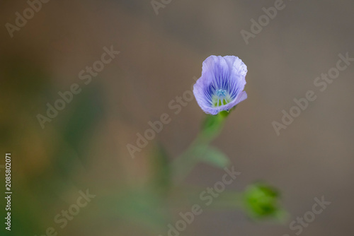 Small wild blue flowers