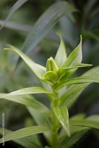 Beautiful fleur-de-lis bud