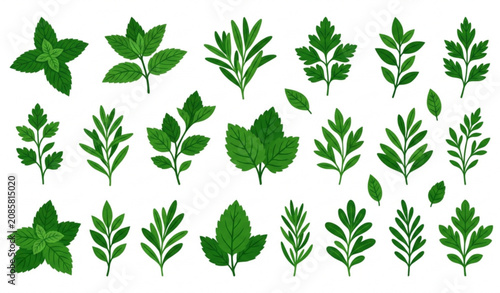 Tableau sur toile Fresh mint and herbal leaf collection flat vector illustration for botanical des