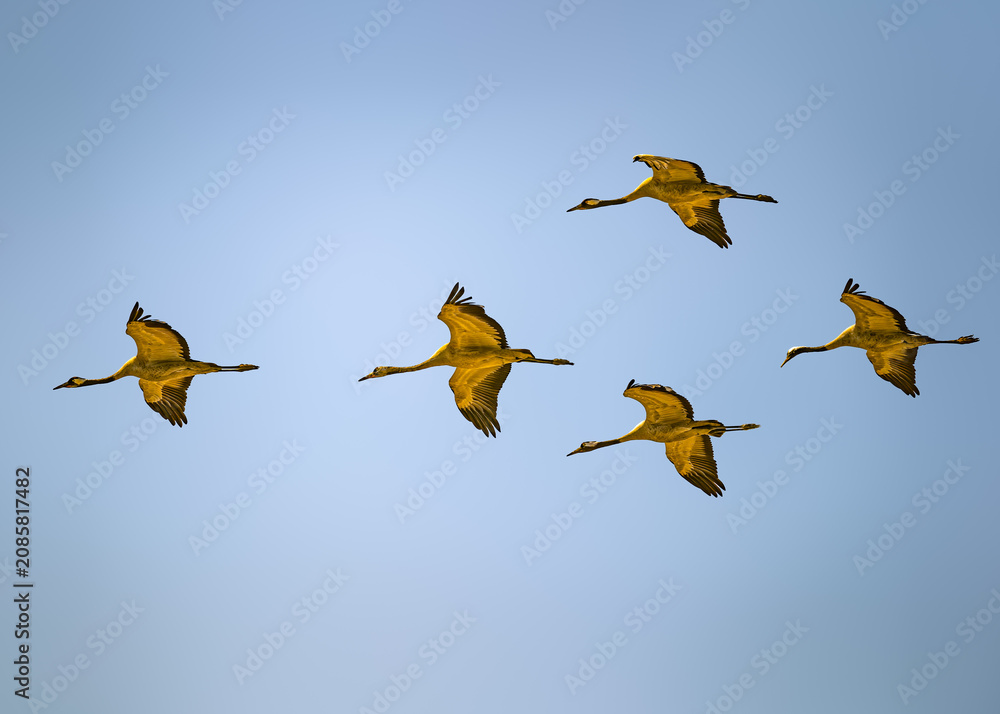 Fototapeta premium Common Cranes