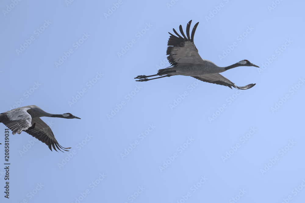 Fototapeta premium Common Cranes