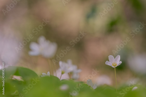 spring flowers in the forest
