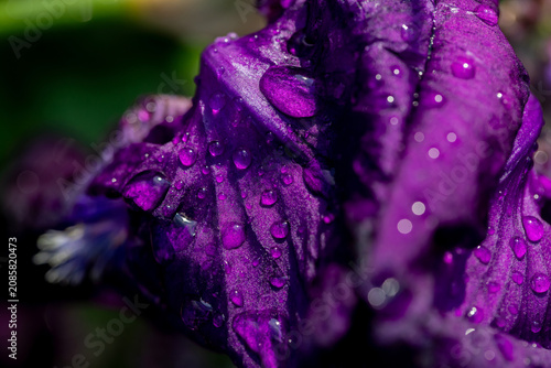 Macro view of purple iris petals covered in water droplets, showing rich colo...