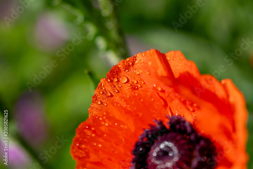 A close-up macro of a vibrant red poppy flower covered in dewdrops, highlight...
