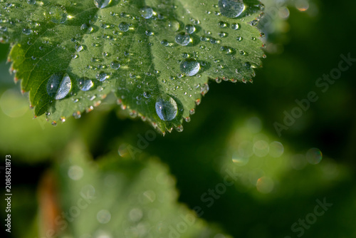 Macro photo of a serrated green leaf covered in morning dew droplets, highlig...