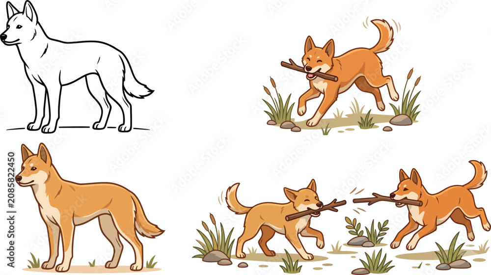Obraz premium Vector illustration of a standing dingo dog with color and outline versions