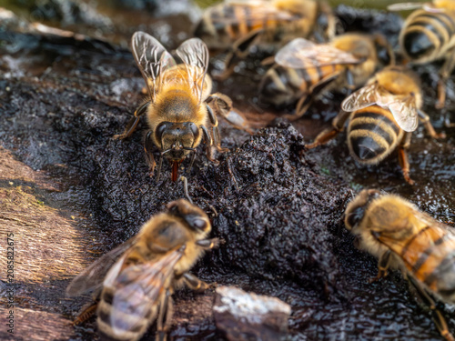 Bienen auf der Suche nach Wasser an heißen Tagen