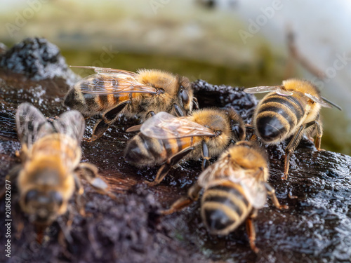 Quadro su tela Bienen auf der Suche nach Wasser an heißen Tagen