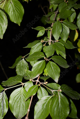 Cornus mas branch close up 