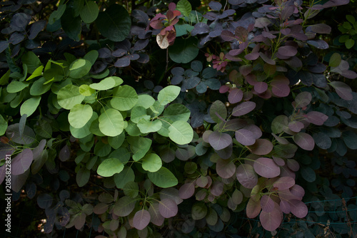 Cotinus coggygria shrub close up