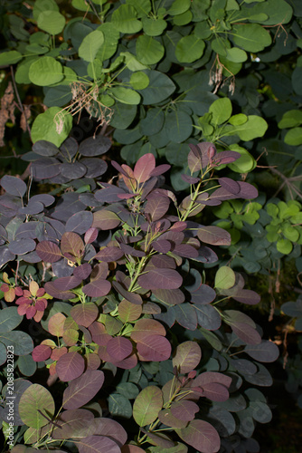 Cotinus coggygria shrub close up