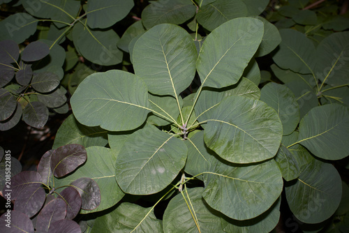 Cotinus coggygria shrub close up