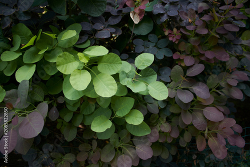 Cotinus coggygria shrub close up