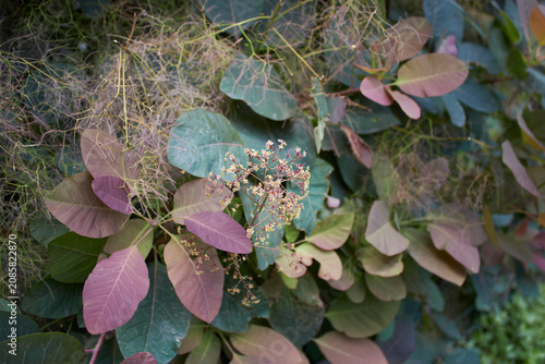 Cotinus coggygria shrub close up
