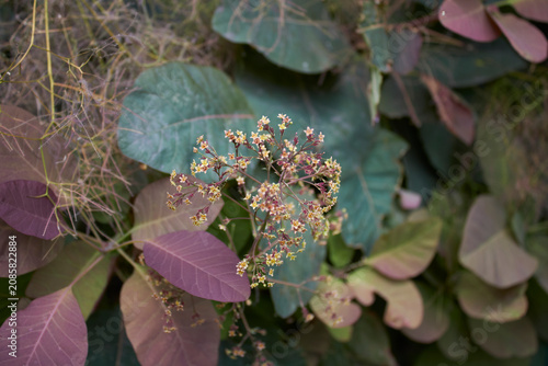 Cotinus coggygria shrub close up