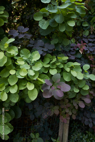 Cotinus coggygria shrub close up