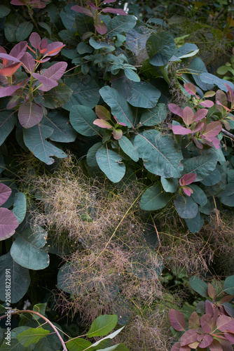 Cotinus coggygria shrub close up