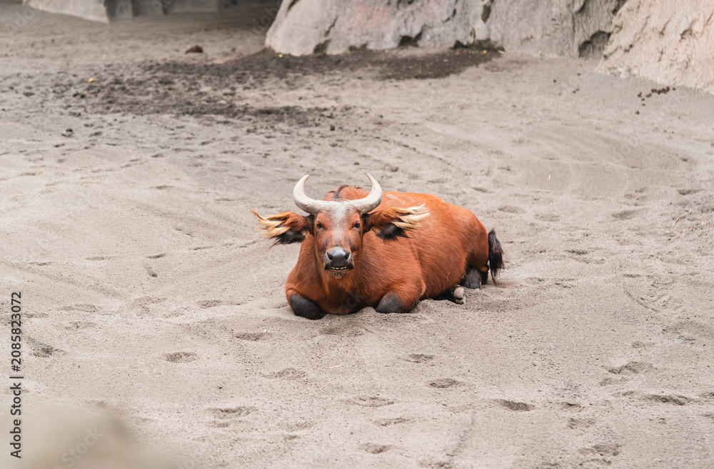 Fototapeta premium A solitary forest buffalo with curved horns rests calmly on sandy terrain near rocky walls in a zoo enclosure.