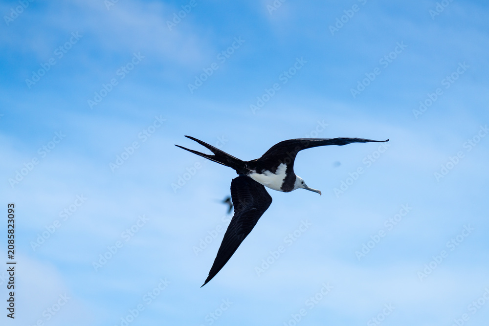 Obraz premium Ascension Island frigatebird (Fregata aquila) in flight, off the coast of Ascension Island, in the South Atlantic Ocean