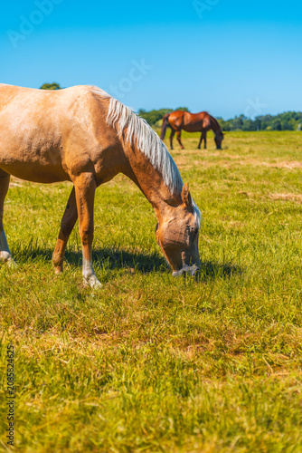 Palomino horse grazing on green meadow. Animal eating grass in rural landscape on sunny day. Livestock farming and pasture scenery in nature outdoor environment.