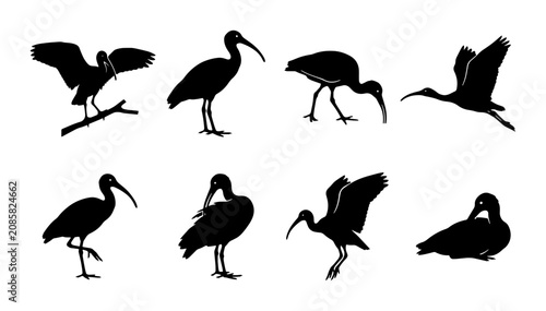 Schilderij op canvas Ibis Bird Silhouettes Collection, Elegant Wildlife Vector Art, Nature Wildlife P