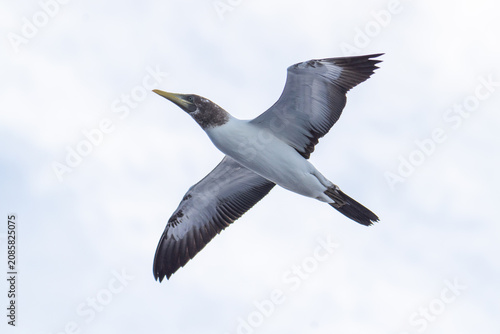 Slika na platnu Juvenile masked booby (Sula dactylatra) in flight, off the coast of Ascension Is