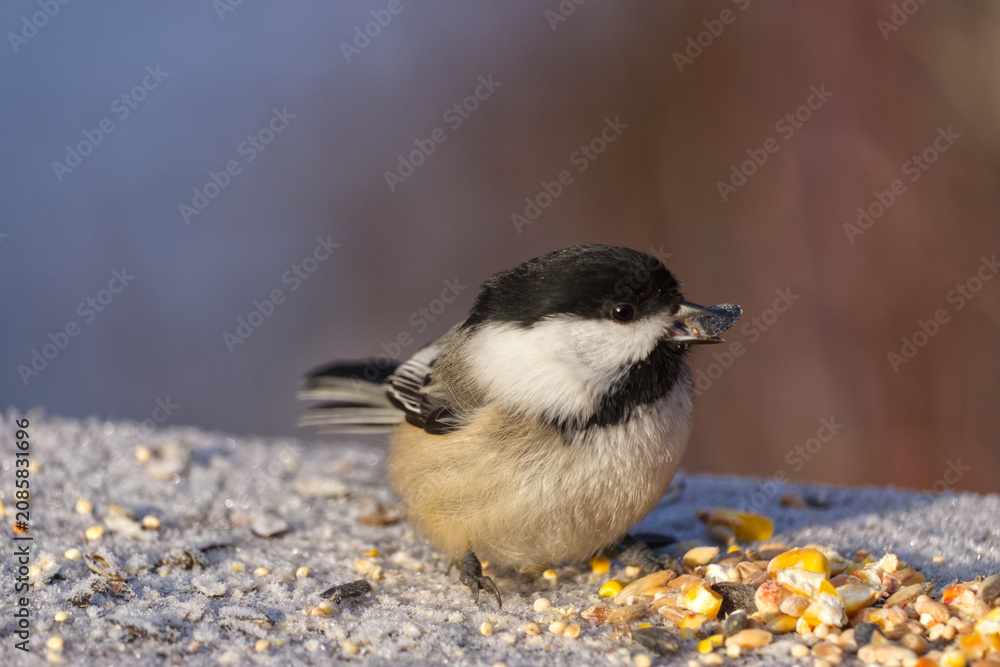Obraz premium Close up of a Black-capped Chickadee