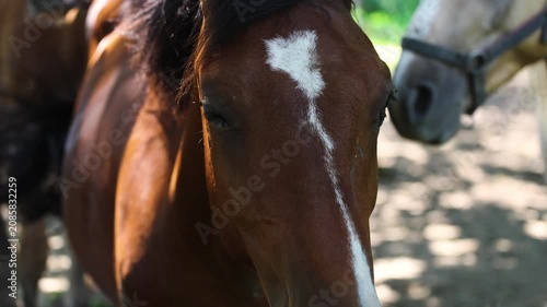 Group of horses at pasture in summer. Herd of equines standing in forest shadows. Domestic animal in halter grazing on grass. Friendly pet looking at camera.