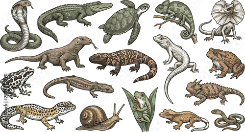 Vintage Hand Drawn Reptile and Amphibian Vector Collection Featuring Detailed Cobra Snake, Crocodile, Turtle, Komodo Dragon, Frog, Lizard, and Snail Illustrations