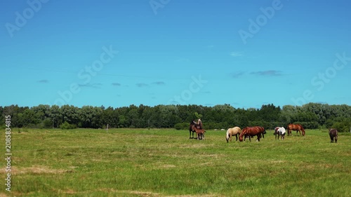 Group of horses grazing in a green summer meadow. Domestic animals eating fresh grass on a sunny pasture. Rural farming life with livestock in open countryside.