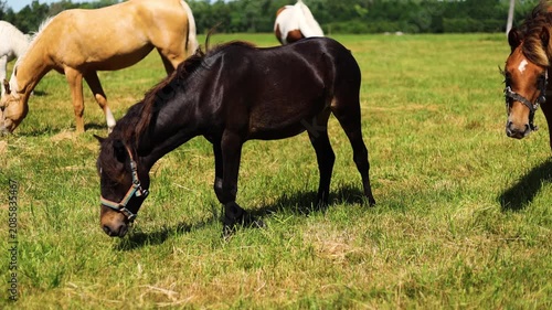 Group of horses grazing in a green summer meadow. Domestic animals eating fresh grass on a sunny pasture. Rural farming life with livestock in open countryside.