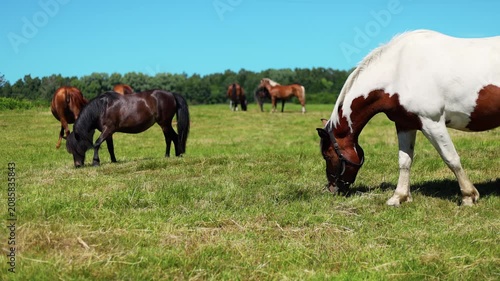 Group of horses grazing in a green summer meadow. Domestic animals eating fresh grass on a sunny pasture. Rural farming life with livestock in open countryside.
