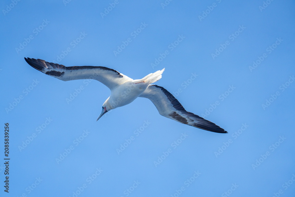 Fototapeta premium Red-footed booby (Sula sula) in flight, off the coast of Ascension Island, in the South Atlantic Ocean