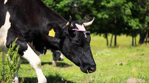 Cow grazing in a green summer meadow. Adult bull walking through a grassy field under a bright sun. Livestock farming on a pasture in the rural countryside.