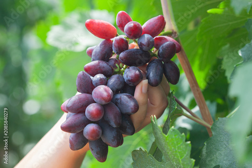A large bunch of blue grapes in a girl's hand. Caring for grape bushes. Pinching and pruning grapes.