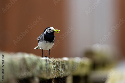 Obraz na płótnie great tit parus major