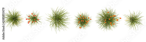 Collection of Kniphofia plants on transparent background from the top view