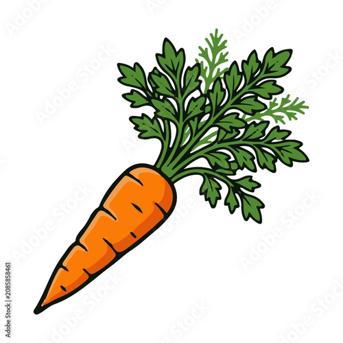 Obraz na płótnie Fresh Orange Carrot Vector Illustration Isolated on White Background, Cartoon Ve