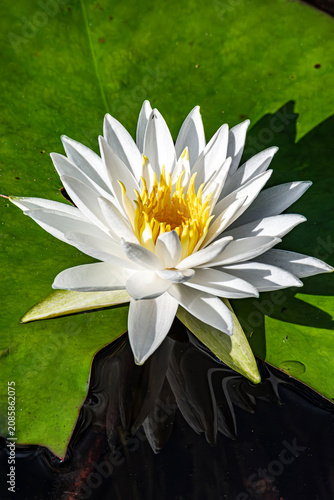 White Water Lily