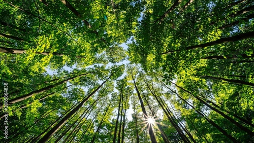 Sunlight Through Green Forest Canopy, Upward View of Tall Trees, Lush Nature Background, Eco Environment Landscape
