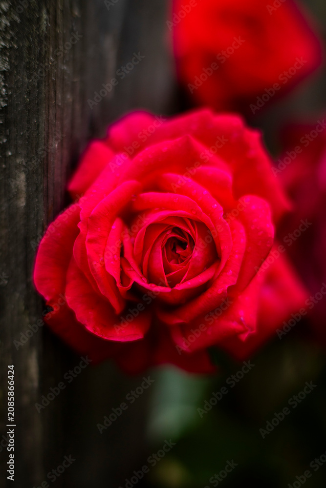 Naklejka premium Garden, summer, close-up, roses, pine, flowers, leaves, macro.