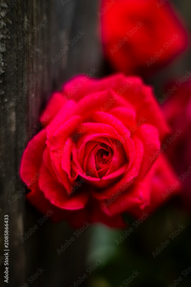Naklejka premium Garden, summer, close-up, roses, pine, flowers, leaves, macro.