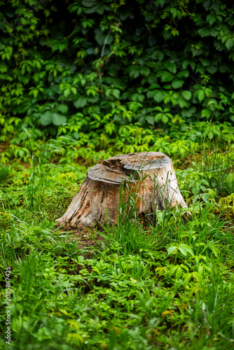 snail crawling on the grass, tree stump, snail shell, nature