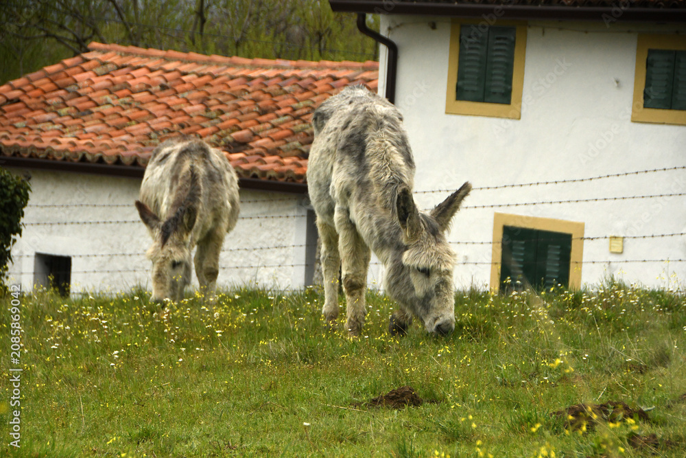 Obraz premium burros en la pradera en el pueblo