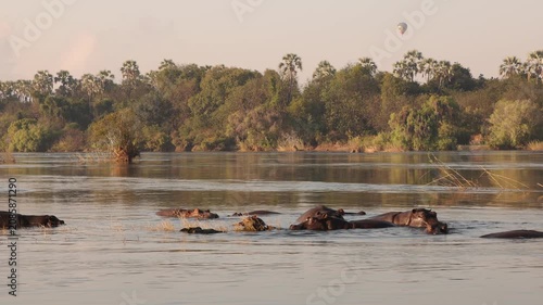 hippos and sunrise  on the Zambezi River, Zambia, Africa