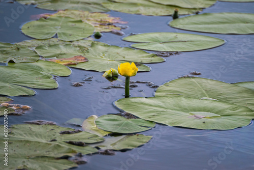 Foto A single yellow water lily flower blooms amidst green lily pads floating on the calm surface of a pond