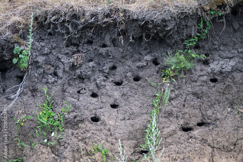 Принти на полотні A natural dirt bank reveals distinct layers of soil and features numerous burrowed holes that serve as an active nesting colony for wild birds like sand martins or bee-eaters